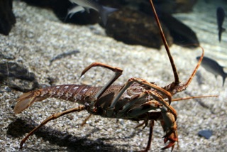 Development of conceptual population models for the harvesting of freshwater crayfish