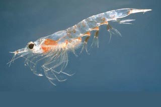 Estimating abundance of Antarctic Krill by accounting for the change in vertical distribution of the species over its diurnal cycle